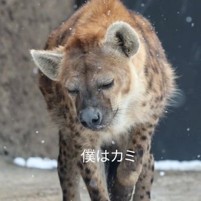 9981ikuyozoo Profile Picture