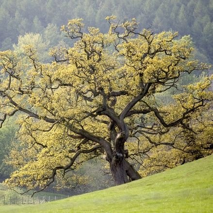 vieux_chene's profile picture. @vieux_chene@piaille.fr 

Honnêteté intellectuelle : 0 %