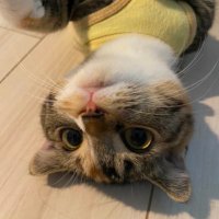 FUH (@itabichan) Twitter profile photo