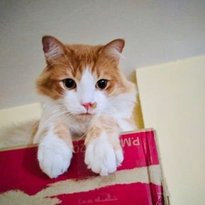 deyberzapata's profile picture. 