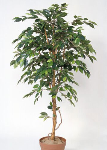 RussFakeTree's profile picture. I am a fake tree living near some bear lover on Stowe.