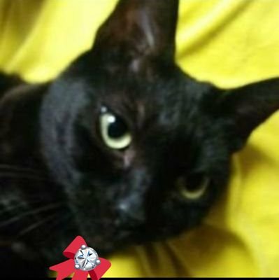 ﾌｪｲｽﾌﾞｯｸ
✰悪徳動物愛護追及の会
✰動物愛護ブラックリスト 
要注意似非愛護→@kitty5373 @dog_cat_heiwa @_mmmr18 ▶EARLY @makiko3960  
▶NAO @ROjh1549AAA 　@inotinoHH1919  @WnnRdu457 @NNdpa12399