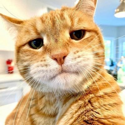 DavLeo11's profile picture. Probably SOCIALIZING 👋👋👋