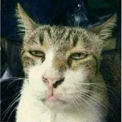 Arkhal8's profile picture. Mata