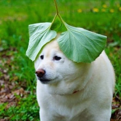 distributhot's profile picture. 👏👏👏👏