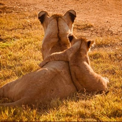 rxEltiWIwf0ksjO's profile picture. مستمر في الحياة 🤪