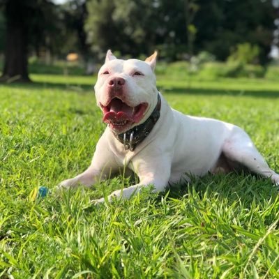 gladiatorlegal's profile picture. Soñador y amigo.