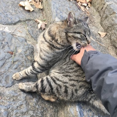 HTGOsman's profile picture. 在İstanbul🇹🇷撸猫