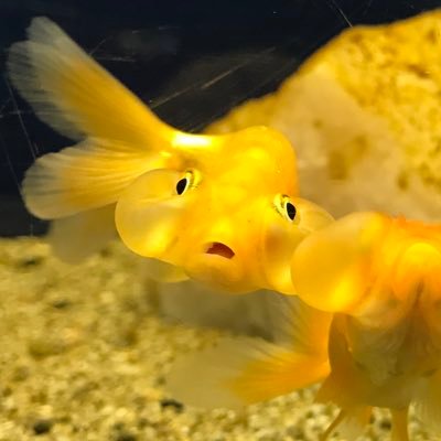 ダッコちゃんさんのプロフィール画像