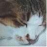 🕊🏰♡猫虎🐾 🐱☀️🐹🏯🍑🦸🏼‍♀️🦊🍒💻❌さんのプロフィール画像