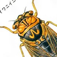 Kazuhiro Horiba (@cikazda) 's Twitter Profile Photo Kazuhiro Horiba (@cikazda) 's Twitter Profile Photo