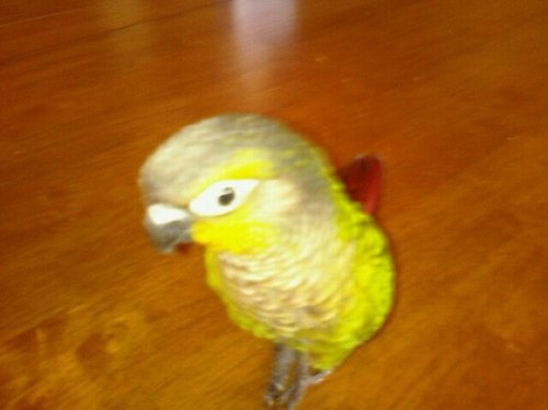i ams a litle birdie! i ams 1 yer young :) i haz a sistr 4 days yungr thn me :) her names is Kiwi! if u ars a birdie 2 plase folow me :) i wil folow u rite bak!