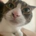 やめたいねこ (@ysk31204517) Twitter profile photo