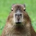 Sergent Capybara (@sergentcapybara) Twitter profile photo Sergent Capybara (@sergentcapybara) Twitter profile photo