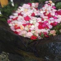 玉簾の滝 Tamasudare Hana Twitter 玉簾の滝 Tamasudare Hana Twitter