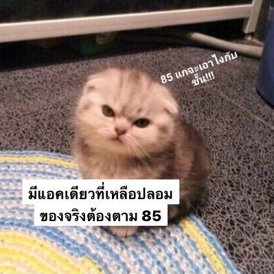 เรียกแมวได้เลย อิอิ