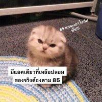 แมว (@review_s05) 's Twitter Profile Photo แมว (@review_s05) 's Twitter Profile Photo