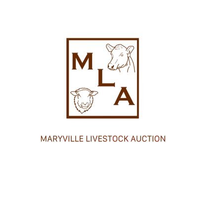 God, Family, Cattle, Flying. Sales of all classes of native cattle.@ Maryvillelivestock Auction