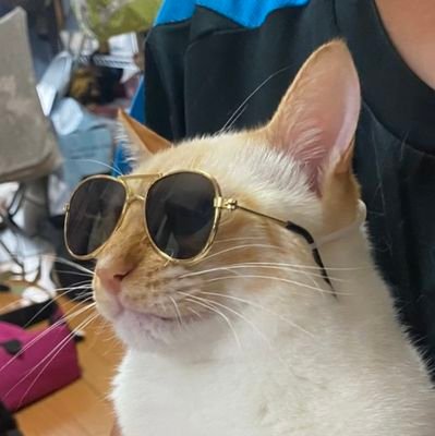 ４🐱🐱🐱🐱にゃんに癒されてます