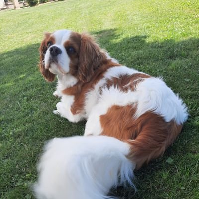ancien soudeur en tuyauterie. retraité. Adore notre cavalier King Charles.