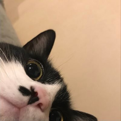 保護猫6匹多頭飼い. 日々の出来事. 保護猫預りボラ😸(休).猫ツイ多めです. 無言フォローお許しを.フォロー&♡歓迎🫶よろしくお願いします.