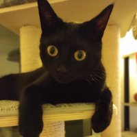 Gilet Anne-Laure (@algilet) 's Twitter Profile