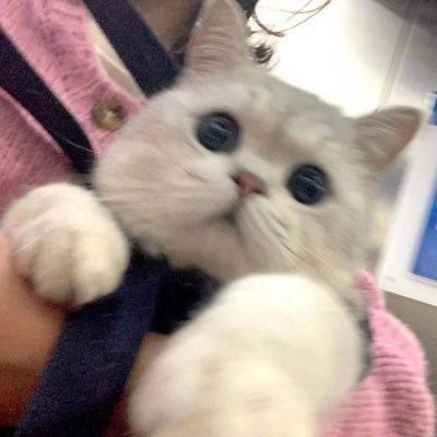 qiiqiu1's profile picture. 