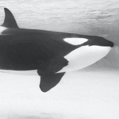 COPtimer_1974's profile picture. 生命在于折腾。
UI/UX designer, Simplified Chinese localization artist.