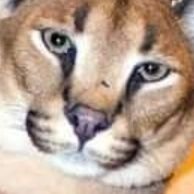 ELFBARBC5000GE's profile picture. Guayando