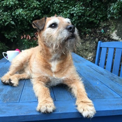 Shoreham or Brixham Trawler/MTB operator.Ted’s my sidekick 🐾