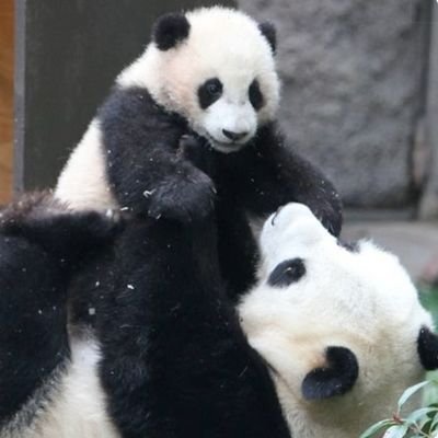 Juliantina/Barbarena 🐼 Apoyando a Macarena Achaga y Bárbara López