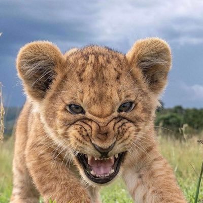 whosies2's profile picture. 