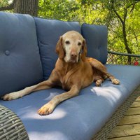 Willy the Vizsla(@processed_meat) 's Twitter Profile Photo