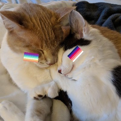 Gay cats are cool 🏳️‍🌈, not a bot (1 admin!)