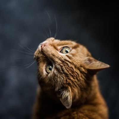 _rubyfur Profile Picture