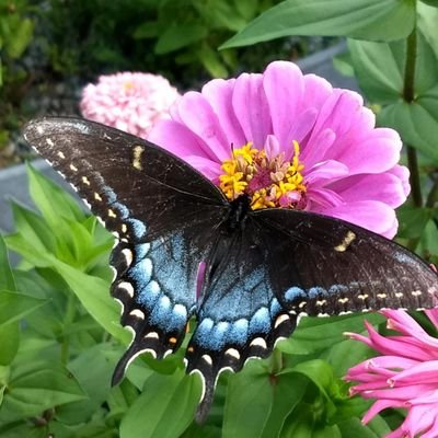bugsneedlove's profile picture. Gardening, Cooking and Croquet keep me sane. I love bugs!🐝🐞🦗  #BlackLivesMatter 🌈❤️