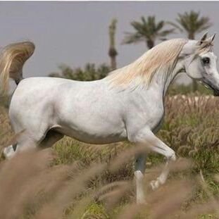 9mlRCpiFI6yJDeA's profile picture. ‏الحمد لله