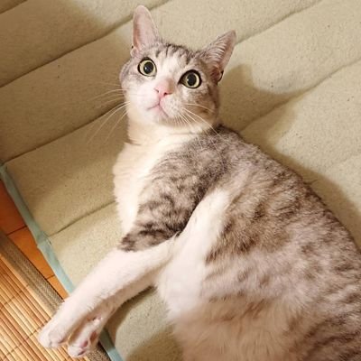 順不同でバイク、ネコ、キャンプ、競馬、戦車、つば九郎、ヤクルトスワローズ、サバゲー、アニメ、ミリタリー全般、映画、音楽、釣りなどなどが好きな還暦男子(笑)
好きなもの関連などの無言フォローは大歓迎です。