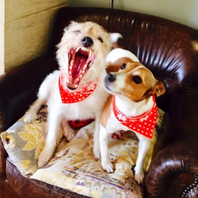 dovecotefarmer's profile picture. Pottering & tinkering with @dogclogs & Jeffrey