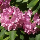 Theodore Walls - @mycathannah - Twitter