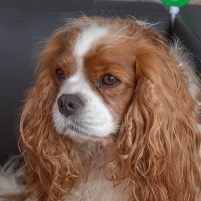 ericsnoopy's profile picture. 