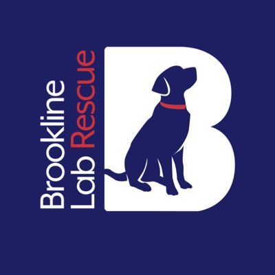 Helping labs find their furever homes in Pennsylvania, New Jersey & Delaware. Visit us online for currently available dogs and events/info. #BrooklineLabs
