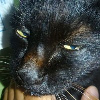 動物迷子連絡協議会(迷子連) (@iwafduewutuqm9l) 's Twitter Profile Photo 動物迷子連絡協議会(迷子連) (@iwafduewutuqm9l) 's Twitter Profile Photo