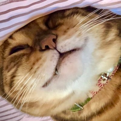 あにさんのプロフィール画像