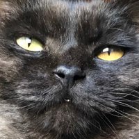 モチえもん (@mochiemon_k) 's Twitter Profile