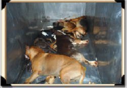 NCAnimals's profile picture. Help! In many shelters, there is a cruel method of “euthanasia” involving placing animals in a gas chamber without sedation where they suffocate to death.