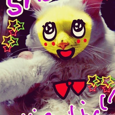 🤙😽🎀̳ 初めましてです 皆様フォローフォロバ感謝有り難うございます 仲良く宜しくお願いいたしますです 無言フォローRTいいね🐾💜ごめんなさい 🍐ふなっしー 好き仔♪ 📸My life meets a memories tweet食寝遊旅 🐥🐶🐰💜🧸🐼🐏🌙🐱🦄🫰BTS 熊猫🐈🍡