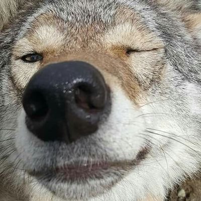 account used for following artists and people | 18 | Do not send DM, I do not read DMs