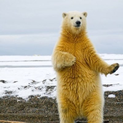 oqRK8gnL9iret4j's profile picture. なんとなくクマっぽいです。