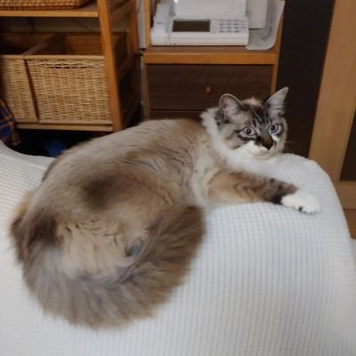 保護猫ナナモ🐱を譲ってもらった一宮市の「猫カフェ　ねこぱんち」さんを応援するアカウント。ガーデニングが趣味🌺
清掃ボラもしています！
無言フォロー失礼します〜
ガーデニングのアカウントは@yumiko_gardenへ